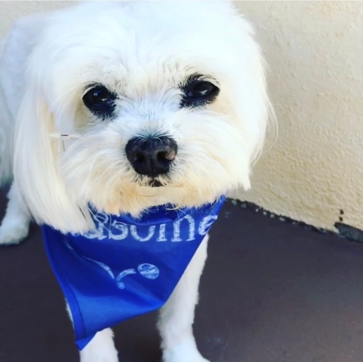 Sonny wearing his blue bandana