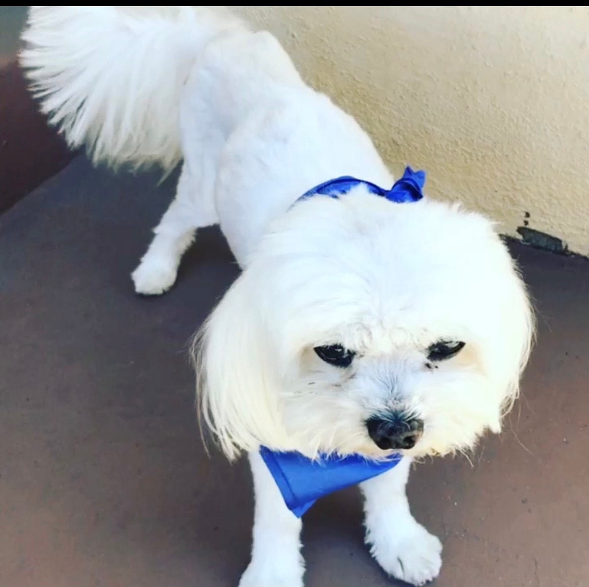 Sonny full of energy with his blue bandana